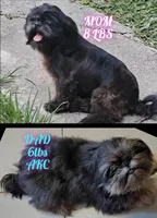 Diesel, a male Shih Tzu for sale in Houston, TX – Photo 6 of 6