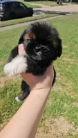Dagger , a male Shih Tzu for sale in Houston, TX – 1 of 4