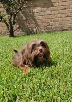 Valentino -AKC-, a male Shih Tzu for sale in Houston, TX – 2 of 9