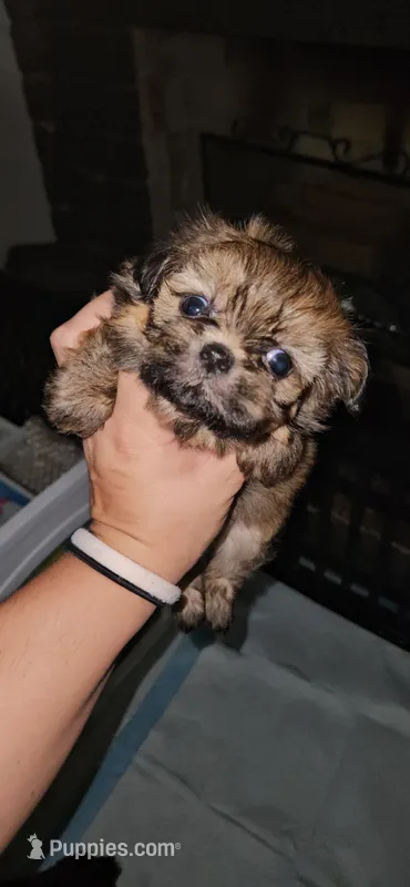 Jackie – Shih Tzu puppy for sale in Houston, TX
