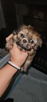 Jackie, a female Shih Tzu for sale in Houston, TX – 1 of 2