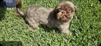 Valentino -AKC-, a male Shih Tzu for sale in Houston, TX – Photo 4 of 4
