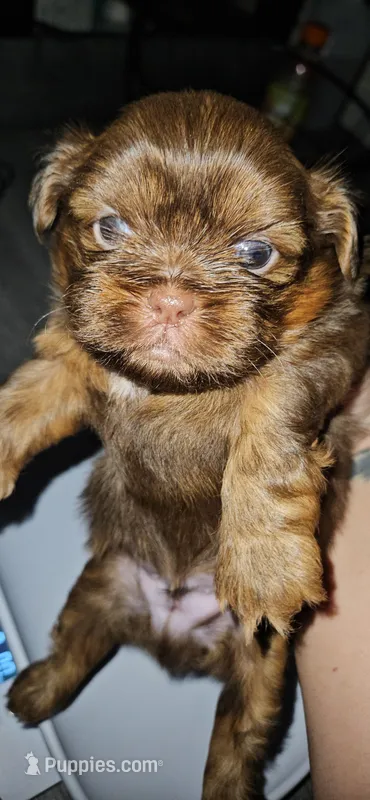 Valentino -AKC- – Shih Tzu puppy for sale in Houston, TX