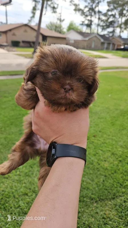 Valentino -AKC- – Shih Tzu puppy for sale in Houston, TX