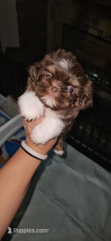 Eric Forman – Shih Tzu puppy for sale in Houston, TX