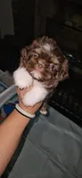 Eric Forman, a male Shih Tzu for sale in Houston, TX – 1 of 3