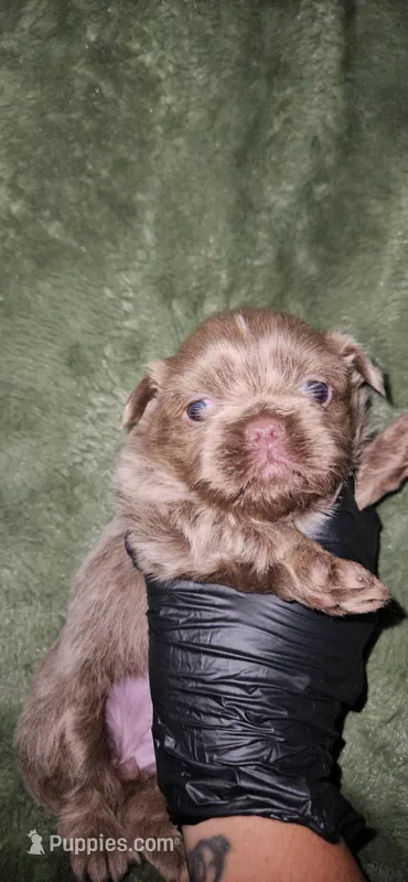 Venus - AKC – Shih Tzu puppy for sale in Houston, TX