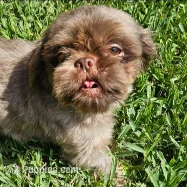 Venus - AKC, a female Shih Tzu for sale in Houston, TX – Photo 5 of 5