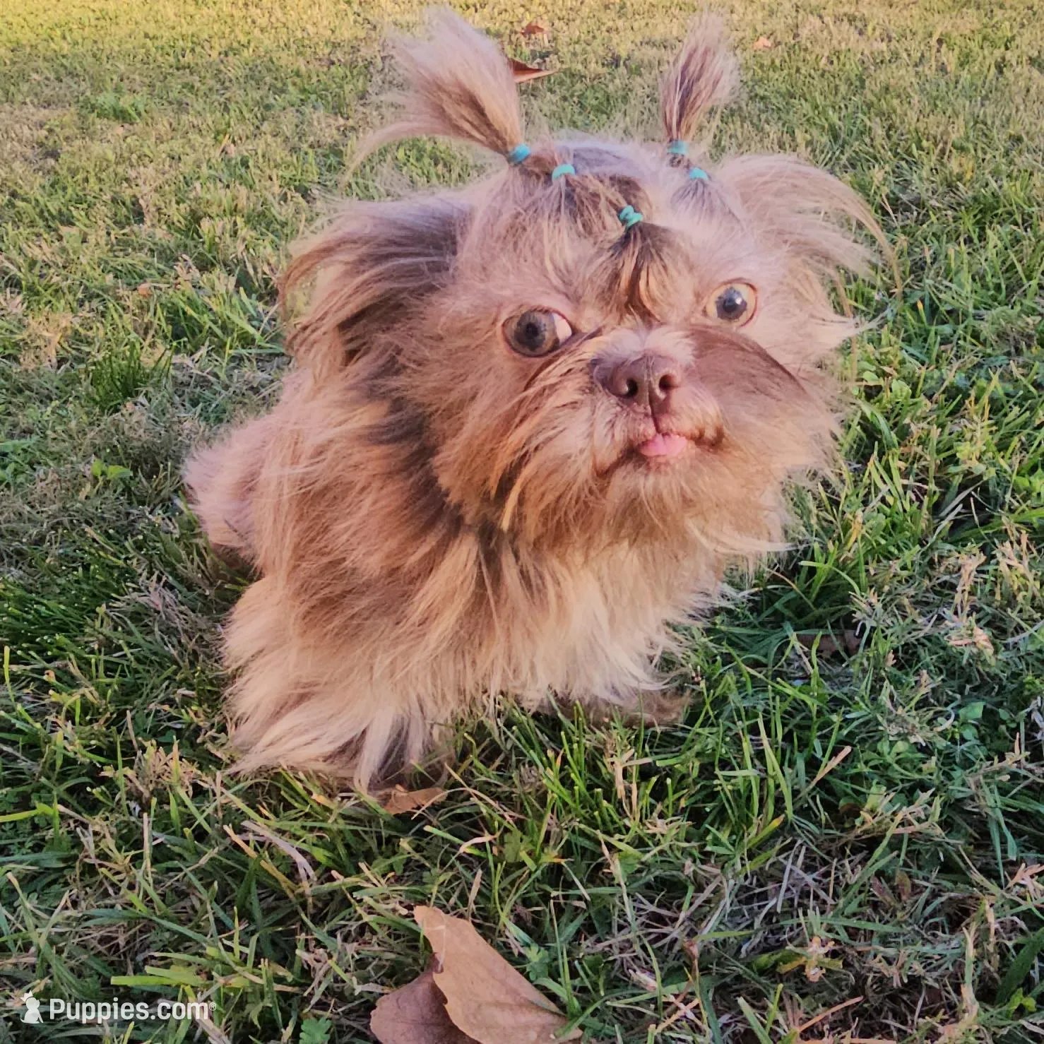 Venus - AKC, a female Shih Tzu for sale in Houston, TX – Photo 4 of 5
