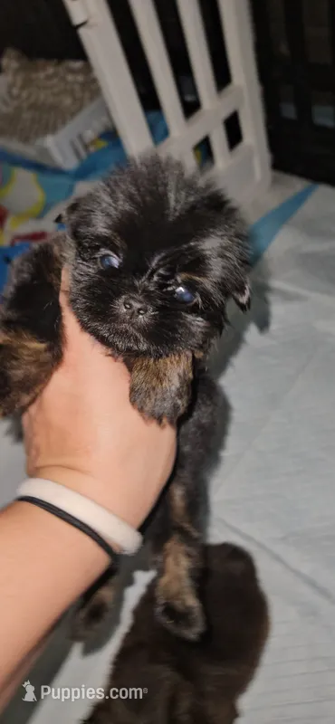 Xander – Shih Tzu puppy for sale in Houston, TX