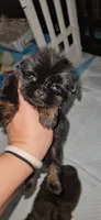 Xander, a male Shih Tzu for sale in Houston, TX – 1 of 2