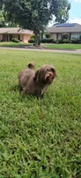 Valentino -AKC-, a male Shih Tzu for sale in Houston, TX – 4 of 9