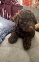 Cocoa, a male Poodle - Miniature  for sale in Boynton Beach, FL – 2 of 3