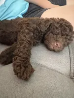 Cocoa, a male Poodle - Miniature  for sale in Boynton Beach, FL – 3 of 3