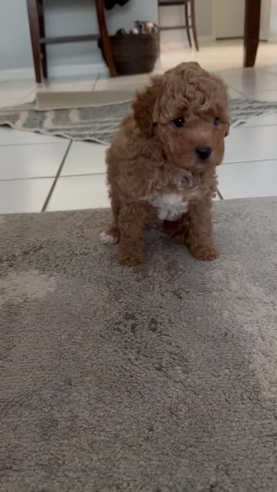 Cookie , a female Poodle - Miniature  for sale in Boynton Beach, FL – 2 of 2