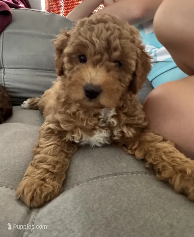 Cookie  – Poodle - Miniature  puppy for sale in Boynton Beach, FL