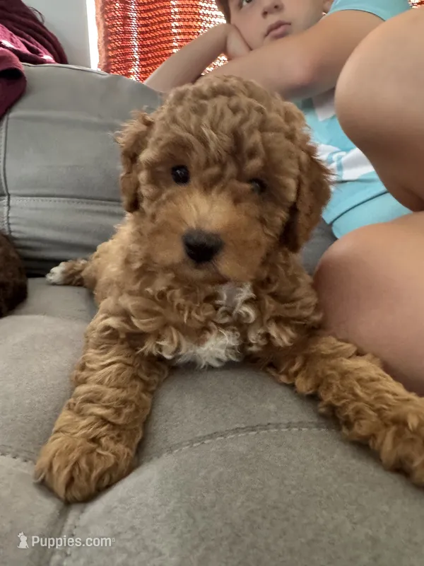 Cookie  – Poodle - Miniature  puppy for sale in Boynton Beach, FL