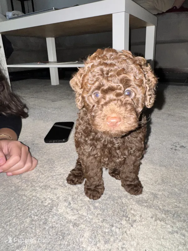 Cocoa – Poodle - Miniature  puppy for sale in Boynton Beach, FL