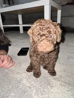 Cocoa, a male Poodle - Miniature  for sale in Boynton Beach, FL – 1 of 3