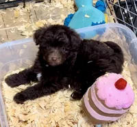 Cocoa, a female Miniature Aussiedoodle for sale in Conway, AR – Photo 5 of 7