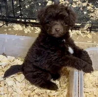 Cocoa, a female Miniature Aussiedoodle for sale in Conway, AR – Photo 1 of 7