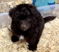 Cocoa, a female Miniature Aussiedoodle for sale in Conway, AR – Photo 2 of 7