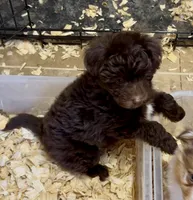 Cocoa, a female Miniature Aussiedoodle for sale in Conway, AR – Photo 3 of 7