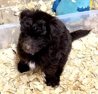 Cocoa, a female Miniature Aussiedoodle for sale in Conway, AR – Photo 4 of 7