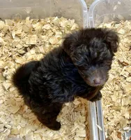 Cocoa, a female Miniature Aussiedoodle for sale in Conway, AR – Photo 7 of 7