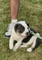 Winston, a male English Bulldog and Beagle for sale in Niles, OH – Photo 9 of 10