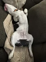 Winston, a male English Bulldog and Beagle for sale in Niles, OH – Photo 4 of 10