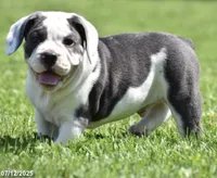 Winston, a male English Bulldog and Beagle for sale in Niles, OH – Photo 10 of 10