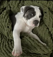 Winston, a male English Bulldog and Beagle for sale in Niles, OH – Photo 1 of 10