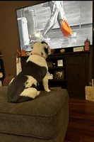 Winston, a male English Bulldog and Beagle for sale in Niles, OH – Photo 6 of 10