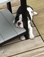 Winston, a male English Bulldog and Beagle for sale in Niles, OH – Photo 8 of 10