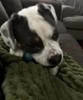 Winston, a male English Bulldog and Beagle for sale in Niles, OH – Photo 5 of 10