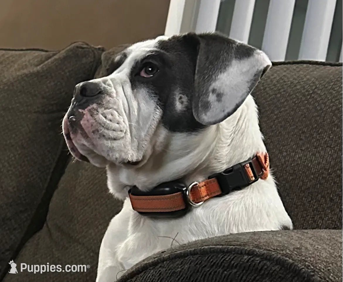 Winston, a male English Bulldog and Beagle for sale in Niles, OH – Photo 2 of 10