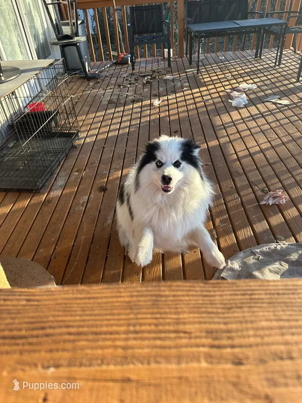 Dacota – Pomsky puppy for sale in Cincinnati, OH