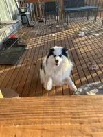 Dacota, a male Pomsky for sale in Cincinnati, OH – Photo 1 of 4