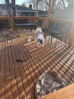 Dacota, a male Pomsky for sale in Cincinnati, OH – Photo 2 of 4