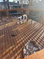 Dacota, a male Pomsky for sale in Cincinnati, OH – Photo 3 of 4