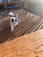 Dacota, a male Pomsky for sale in Cincinnati, OH – Photo 4 of 4