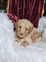 Branson , a male Goldendoodle and Poodle - Miniature  for sale in Leesburg, OH – 4 of 8