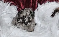 Boston , a male Goldendoodle and Poodle - Miniature  for sale in Leesburg, OH – 5 of 9