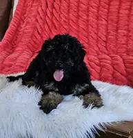 Denver , a male Goldendoodle and Poodle - Miniature  for sale in Leesburg, OH – 7 of 10