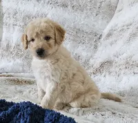 Bristol , a male Poodle - Miniature  for sale in Leesburg, OH – 2 of 9