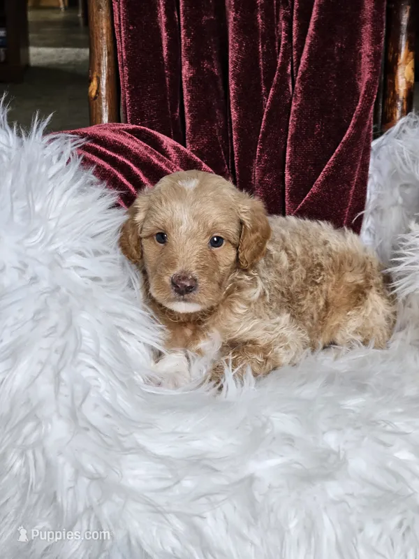 Branson  – Goldendoodle, Poodle - Miniature  puppy for sale in Leesburg, OH