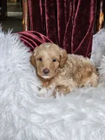 Branson , a male Goldendoodle and Poodle - Miniature  for sale in Leesburg, OH – 1 of 8