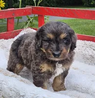 Dallas , a male Goldendoodle and Poodle - Miniature  for sale in Leesburg, OH – 5 of 9