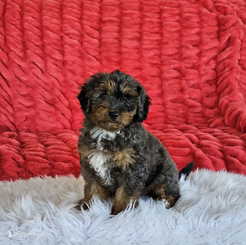 Derby – Goldendoodle, Poodle - Miniature  puppy for sale in Leesburg, OH